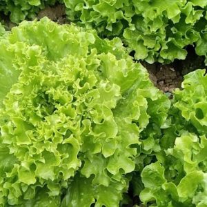 Salata